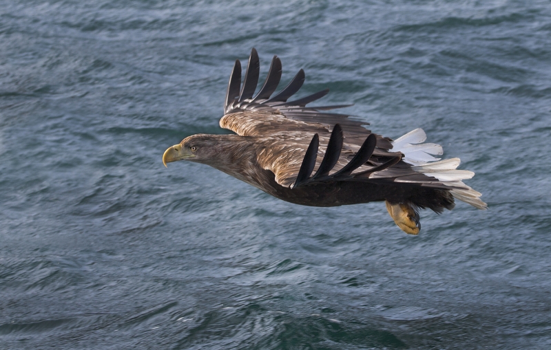 White Tailed Sea Eagle