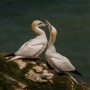 Gannets bonding