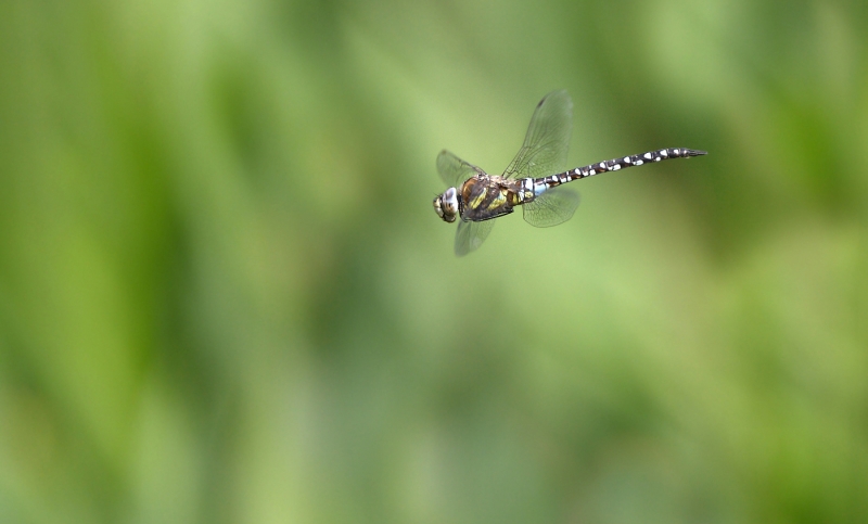 Dragonfly_in_Flight
