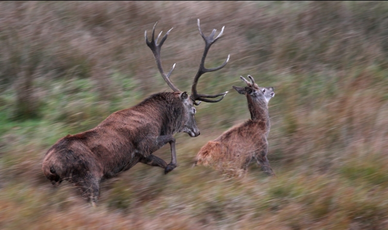 Stag_attacking_juvenile