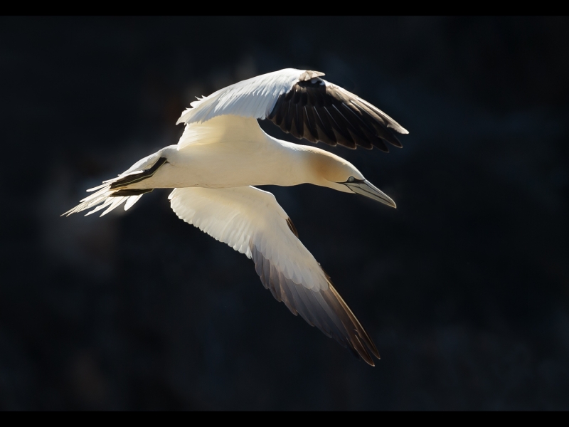 Gannet In Flight – 19 points