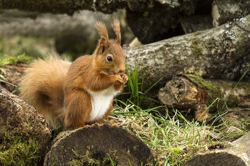 Red Squirrel Print 1 – 18 points