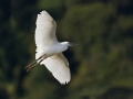 Little Egret 1 – 19 points