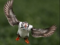 Puffin with sand eels – WINNER