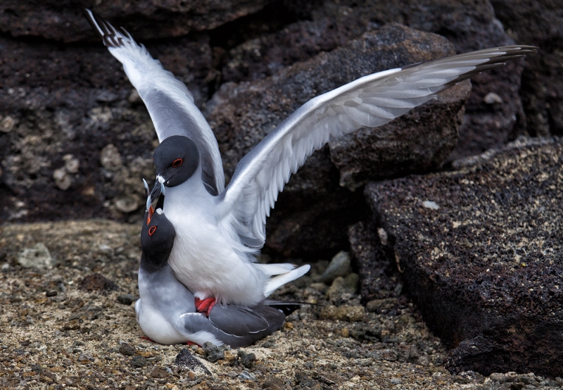 Swallow tailed gulls mating