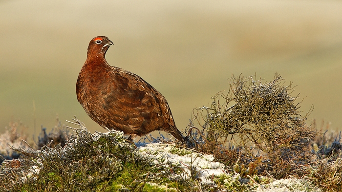 Red_Grouse_in_Snow
