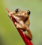 4 - Peacock Tree Frog