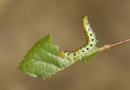 Sawfly Caterpillar
