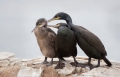 Shag Family Preening