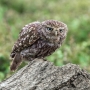 1_Jon-Allanson_Little-Owl