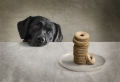 Id-love-a-jammy-dodger