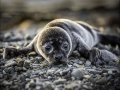 Sad-Seal-Pup