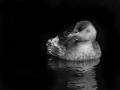 23-Little-Grebe