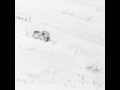 30-Mountain-Hare