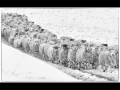 44-Sheep-in-the-Cairngorms