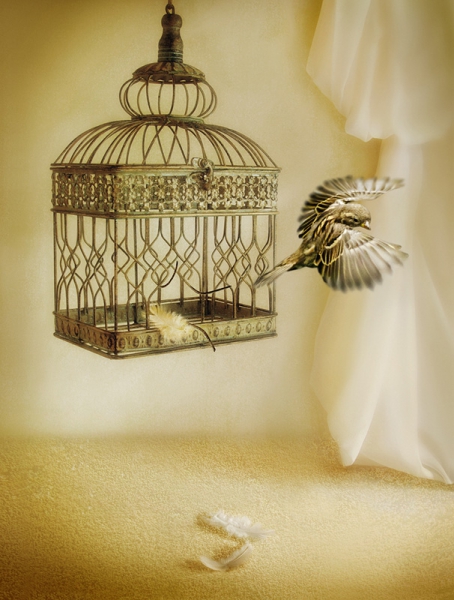 The Escape Artist by Jackie Robinson - Best advanced PDI, 3rd PD