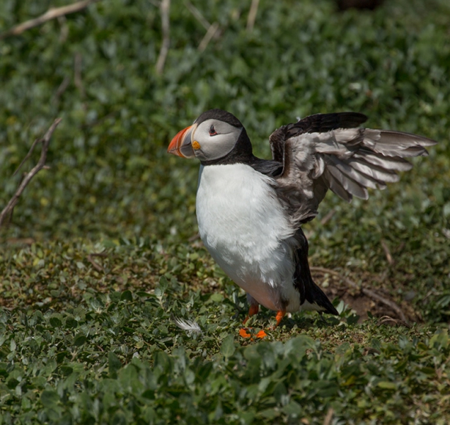 Puffin by June Lown - Best intermediate print, 2nd Print Competi