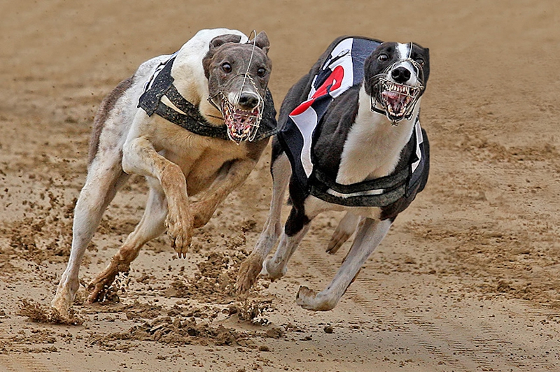 Greyhounds racing by Paul Matthews - Best advanced PDI, 1st PDI