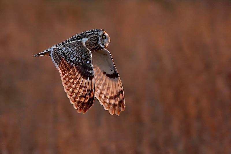 Short eared owl by Paul Matthews - Best advanced PDI, 2nd PDI Co
