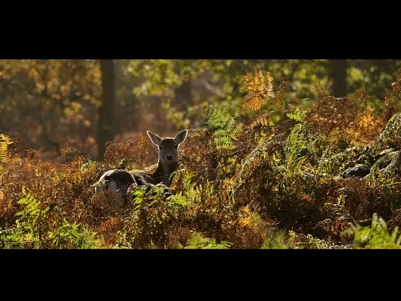Fallow_Deer_in_Autumn_Woodland