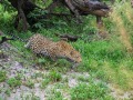 Leopard-Stalking-Botswana
