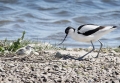Avocet at nest with chick