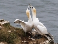 Gannets Bonding