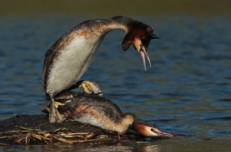 Greatcrested_grebes_mating