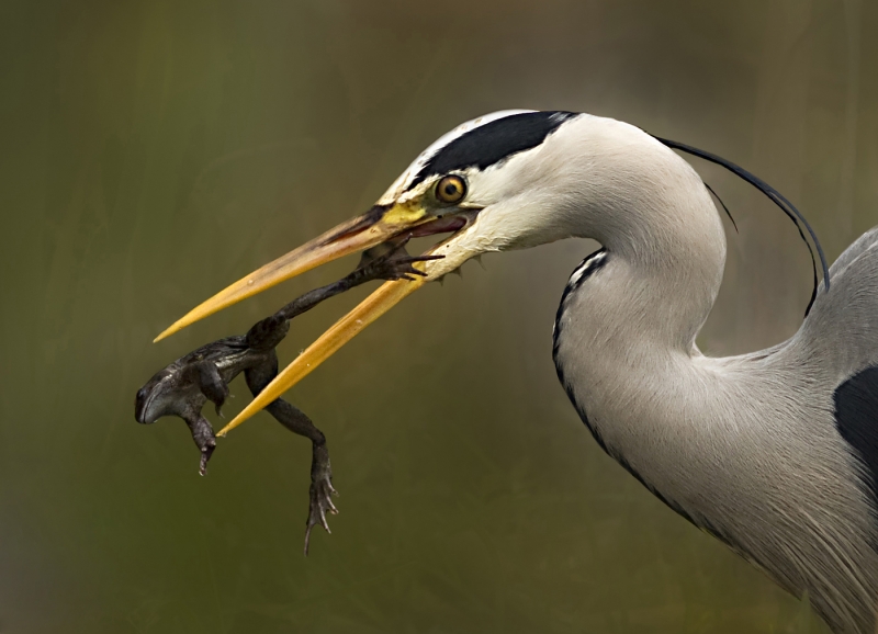 Grey_Heron_with_Escaping_Frog