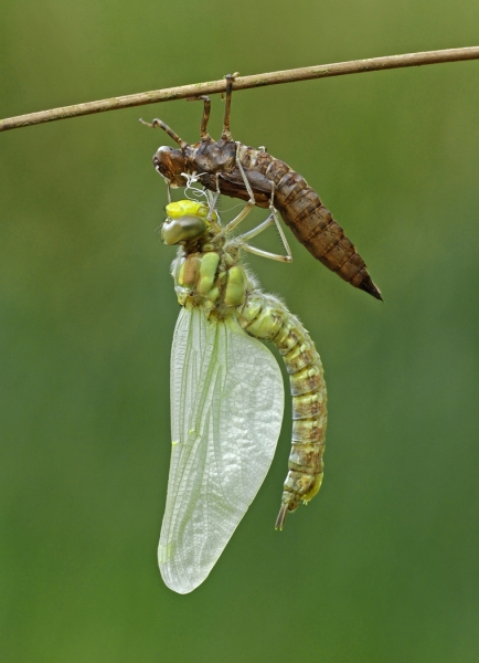 Southern_hawker