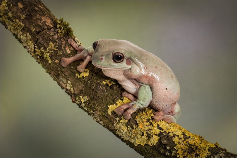 Whites_Tree_Frog