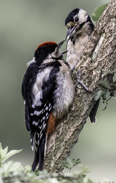 woodpecker_feeding_fledgling
