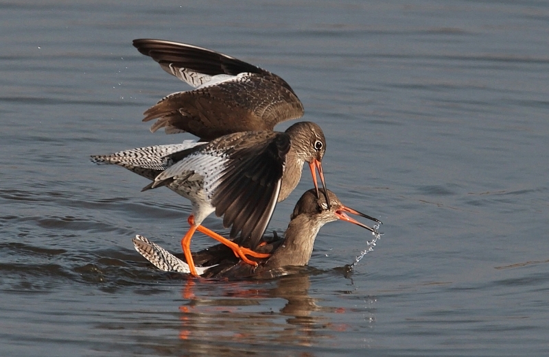 Redshank_attacking_rival