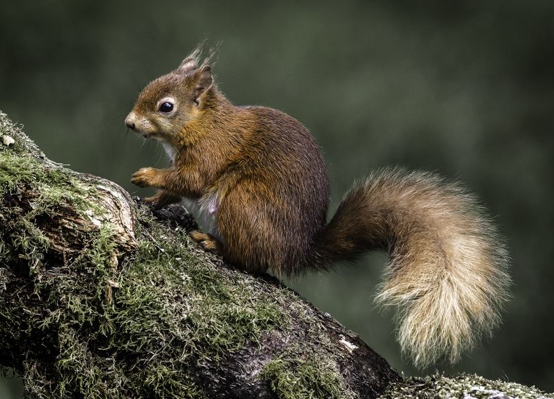female_red_squirrel