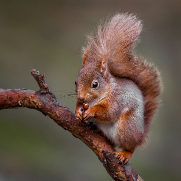 Red squirrel study 2