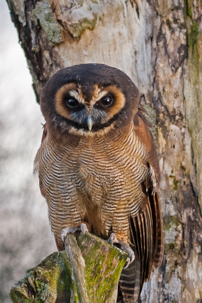 Malaysian wood owl