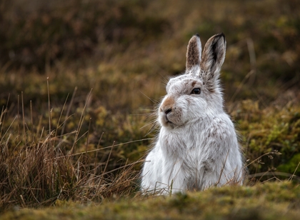 Mountain_Hare_compromised_by_mild_weather - Rob Hockney_19