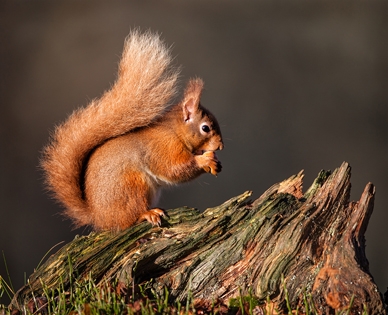 Red_Squirrel_eating_hazelnut - Rob Hockney_18