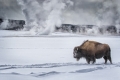 Bison_in_Yellowstone_Park