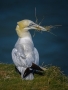 Gannet_with_nesting_material