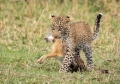Leopard_Cub_with_Hare