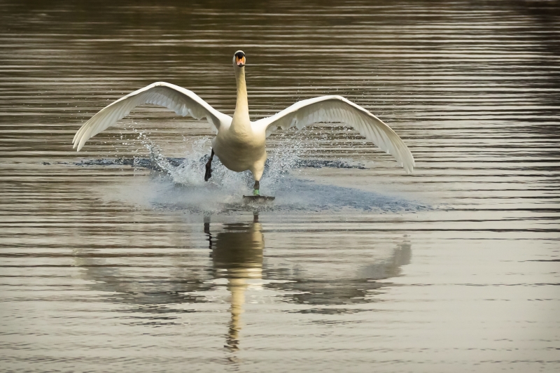 Mute Swan Landing.jpg