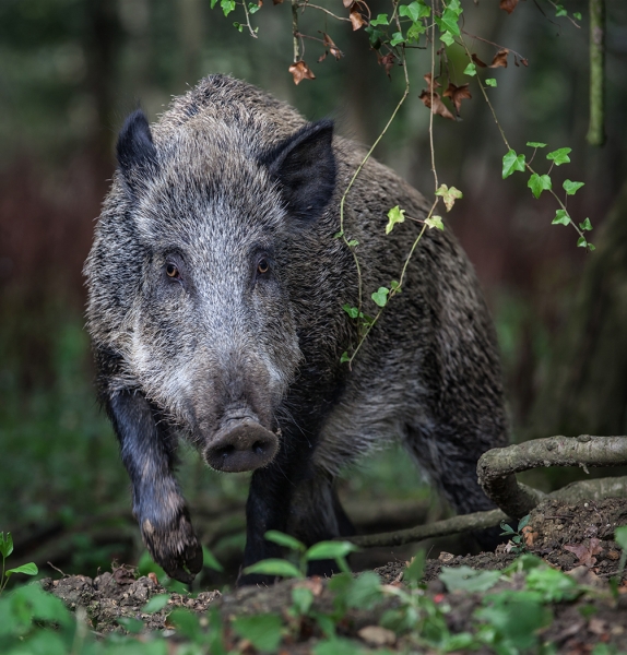 Wild boar sow in Forest of Dean.jpg