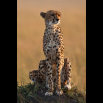 Cheetah watch with mother