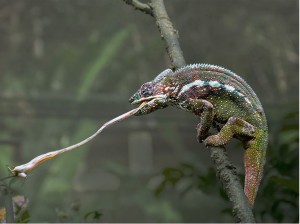Parsons Chameleon feeding
