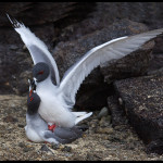 Swallow-tailed Gulls mating