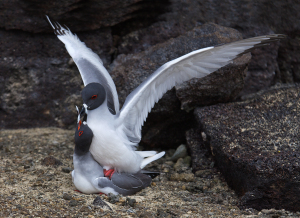 Swallow-tailed Gulls mating