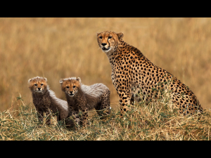 Cheetah with cubs