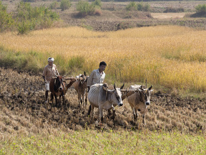 Indian ploughing