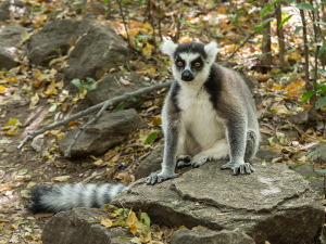 Ring Tailed Lemur #1